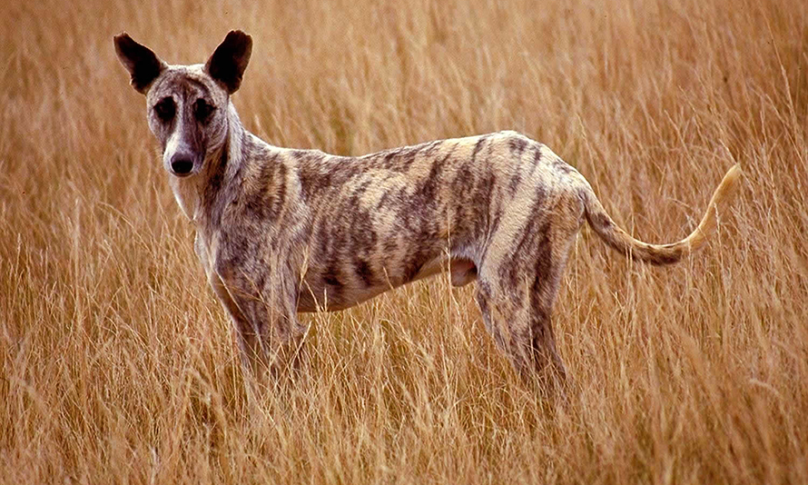An Africanis in KwaZulu-Natal, South Africa, showing the dog’s typical long snout, elegant medium-sized build, short coat, pointed ears and upturned tail. (Image: Johan Gallant, © Africanis Society)