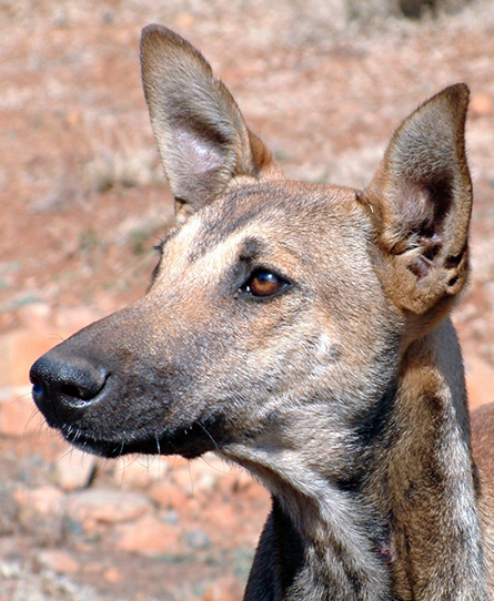 Africanis are smart and loyal dogs, as shown in the face of this dog photographed in KwaZulu-Natal, South Africa. (Johan Gallant, © Africanis Society)