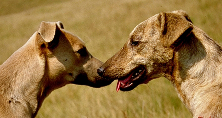 Africanis dogs in KwaZulu-Natal, South Africa.