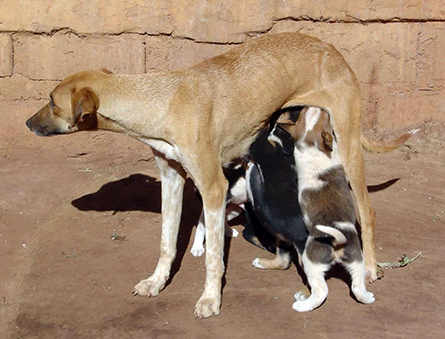 Africanis dog and puppies in Limpopo, South Africa.