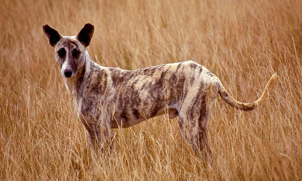 Africanis dog in KwaZulu-Natal