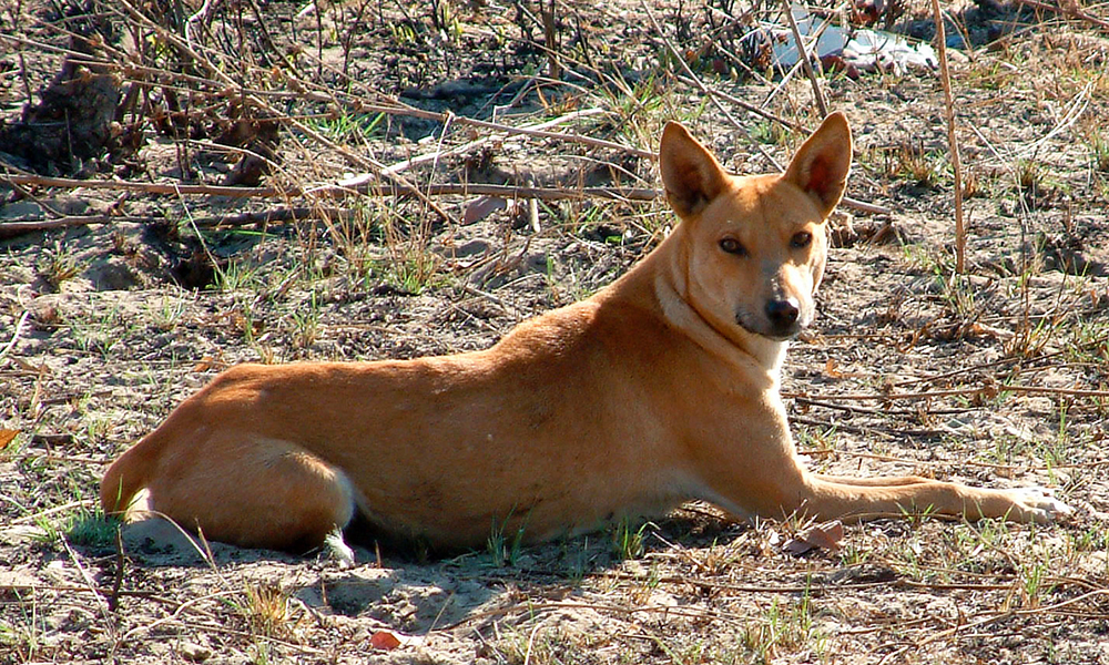 Africanis dog in Botswana. Note the similarity in colour and shape to the Australian dingo. (Johan Gallant)