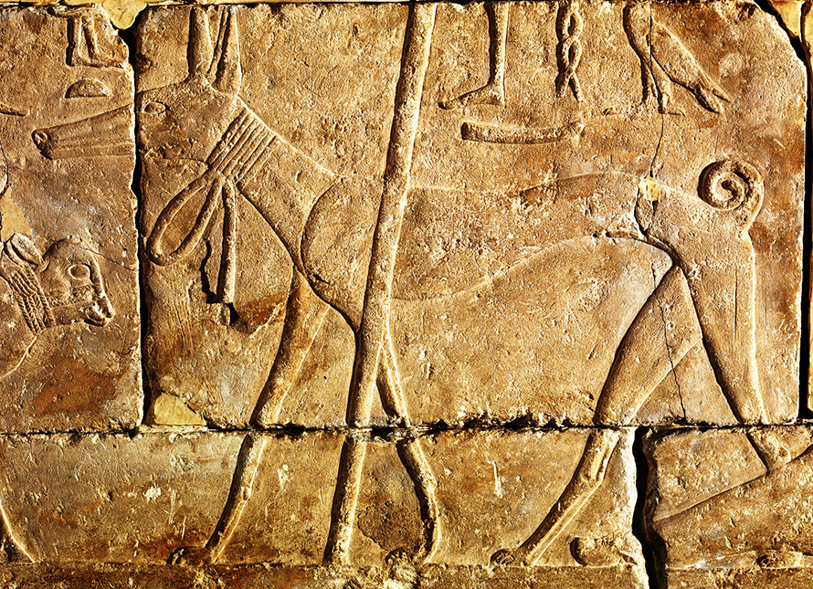 A carved limestone mural of a dog from Giza, Egypt, dated to about 4 400 years ago. Again, the dog has the snout, ears, build and tail seen in today’s Africanis. (Wikimedia Commons, via the Walters Art Museum)