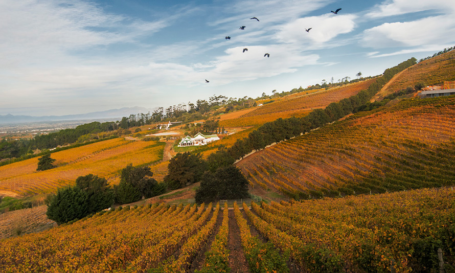 The vineyards of the Constantia wine estate near Cape Town show their autumn colours.