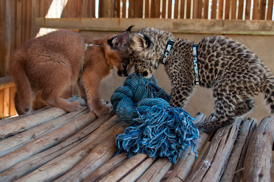 Big cat kittens but heads over a toy at the Cheetah Experience carnivore sanctuary near Bloemfontein in the Free State. At left is a caracal kitten, and at right a leopard kitten. Things will change. Grown caracals weigh, at the most, 18 kilograms. Adult male leopards can be as large as 60 kilograms. For comparison, domestic cats weigh between four and five kilograms. (Chris Parker, CC BY-SA 2.0)