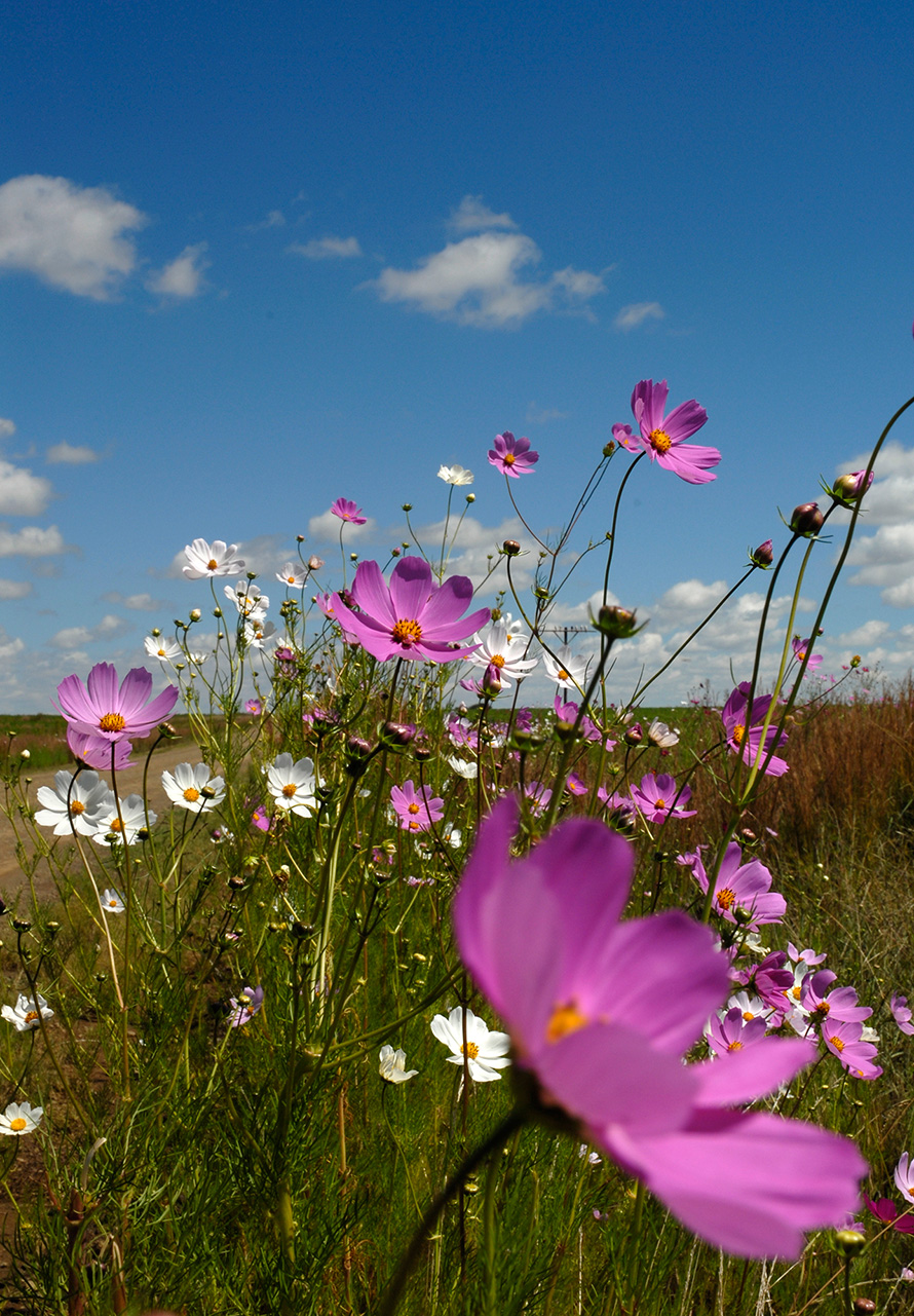 Cosmos flowers in bloom are a common sight along rural Free State roads in spring and autumn. Cosmos are native to Mexico and found across South America. The plants are now widespread in South Africa, brought here in contaminated horse feed imported from Argentina during the South African (Anglo-Boer) War of 1899 to 1902. (Graeme Williams, Media Club South Africa)
