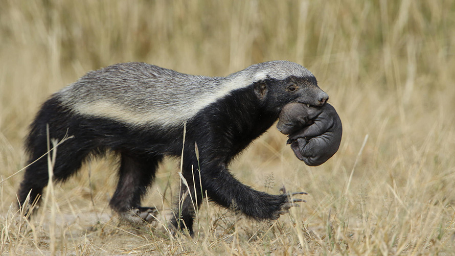 A rare shot of a honey badger carrying her pup, in the Kgalagadi Tranfrontier Park region of the Northern Cape. The honey badger is one of the most fearless and intelligent carnivores on the planet. (Derek Keats, CC BY 2.0)