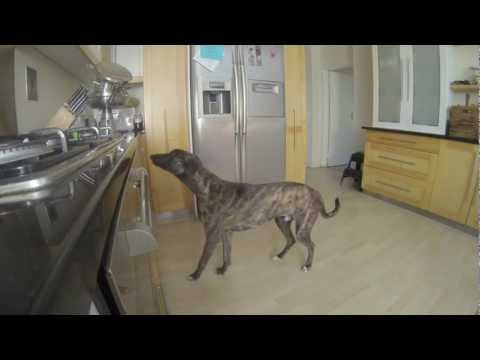 Rocket the thief- africanis theft foiled