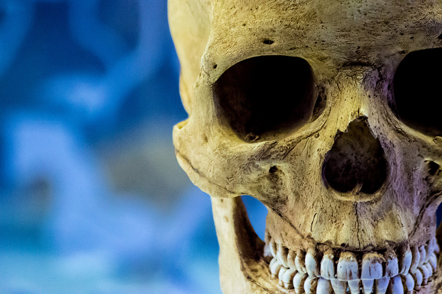 A replica of a human skull on display at the Sterkfontein Museum in northeastern Gauteng, in the Cradle of Humankind World Heritage Site. Important fossils of hominin species going back millions of years – the relatives and possible ancestors of modern humans – have been found in the nearby Sterkfontein Caves and other sites in the region. (Andrew Moore, CC BY-SA 2.0)