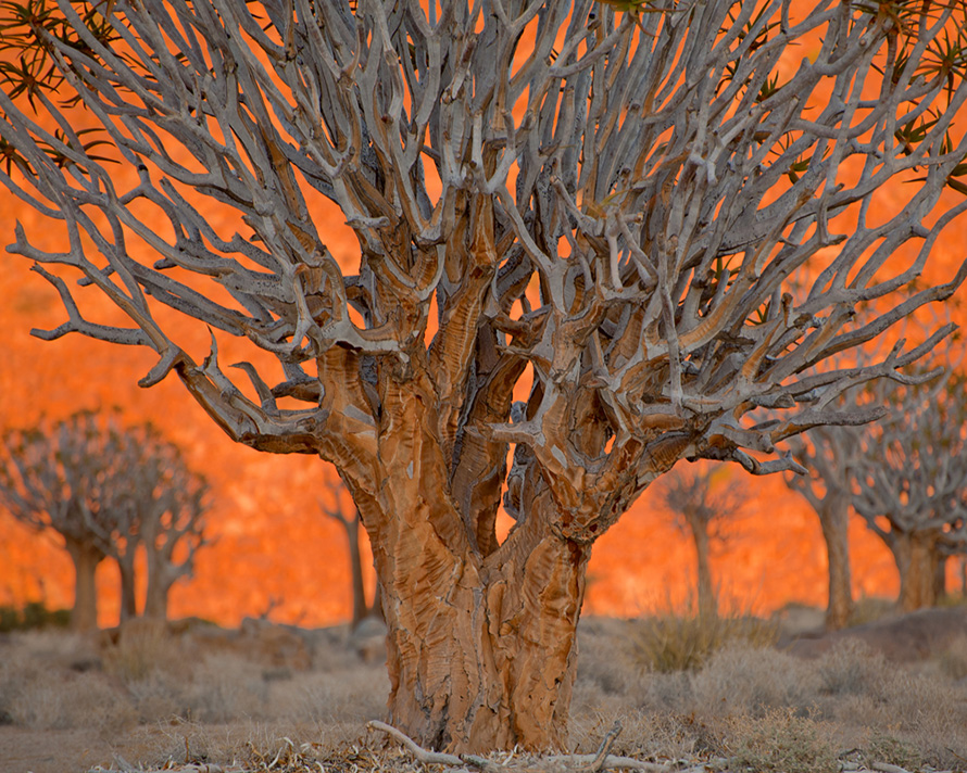 Quiver trees – "kokerboom" in Afrikaans – at sunrise in the Richtersveld National Park, in the far north of the Northern Cape. The Richtersveld Cultural and Botanical Landscape is one of South Africa's nine Unesco World Heritage Sites. (Appalachian Dreamer, CC BY-NC 2.0)