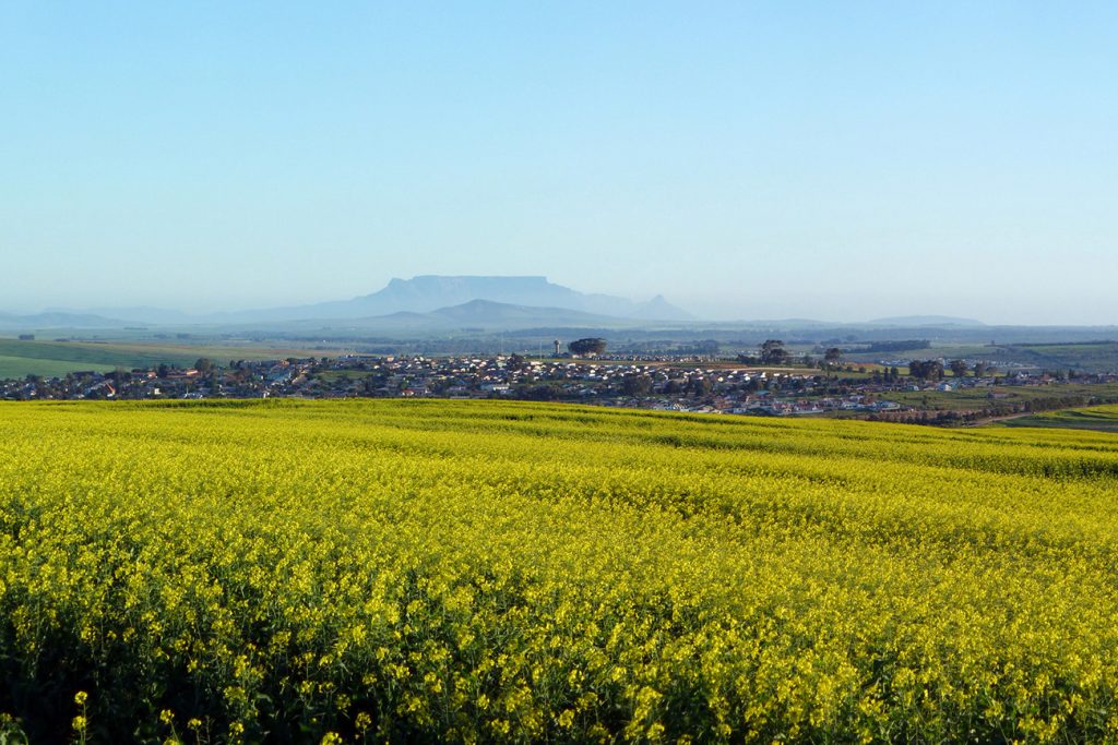 Africa - Canola fields and the South African town of Clanwilliam in the Olifants River valley region of the Cederberg. Cape Town’s Table Mountain can be seen in the distance, 200 kilometres to the south.