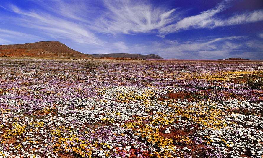 In the early spring, flowers bloom across the arid landscape of the Namaqualand region of the Northern Cape.
